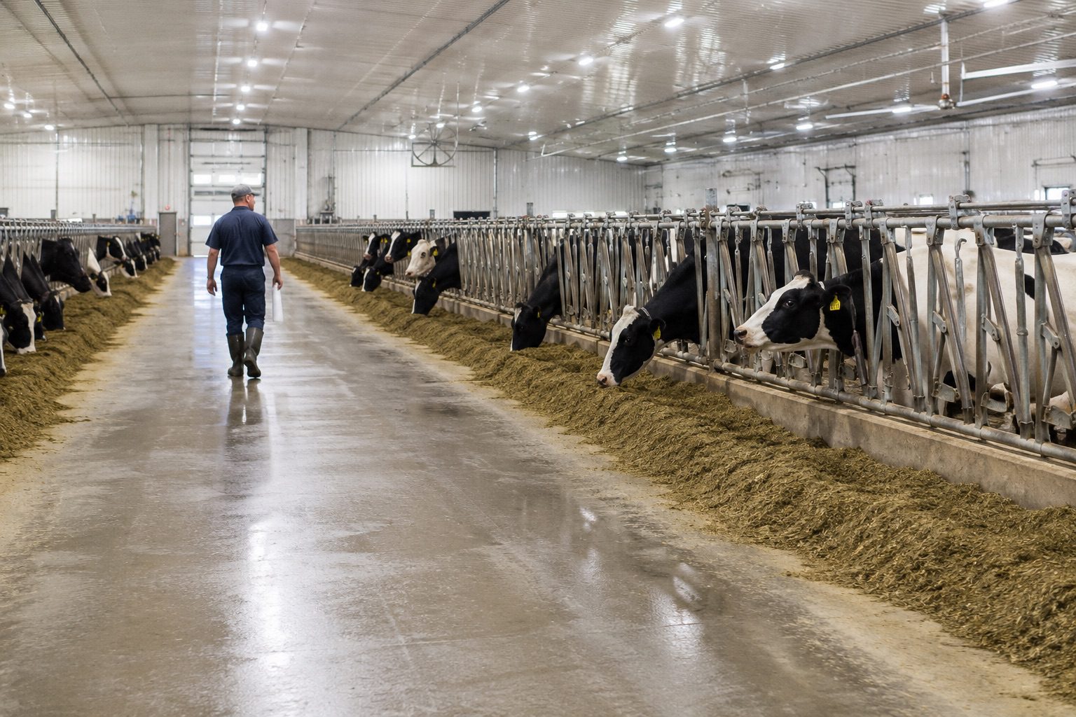 Dairy farmer walking through a modern barn with Holstein cows feeding in stalls, showcasing a clean and organized farming environment.
